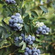 Саженец Голубика Денис Блю в контейнере